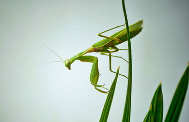 Large green praying mantis (7 cm)  on palm leaves.