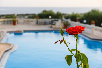 red rose with a bud against the background of the pool of the sea and the sky