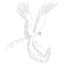 Obraz premium Phoenix bird one line drawing, outline, isolated, vector