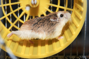 Roborovski hamster running in the yellow wheel