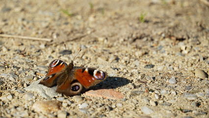 The European peacock on a stone path