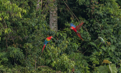 colourful macaws flying in peruvian clay lick