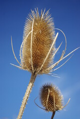 Dried out seed pod