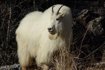 Mountain goat with black horns in winter
