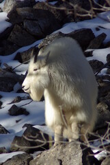 Mountain goat in winter