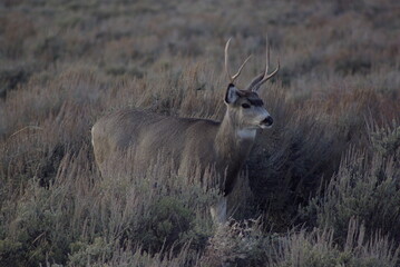 Fototapeta premium Male deer camouflaged by sage brush