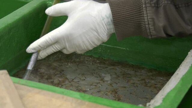male worker in fishing hatchery picking out empty fish eggs with pipette, closeup