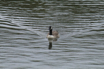 country goose swimming