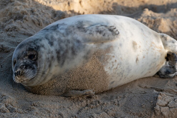 Grey seal pup, at around 4-5 weeks old, laying/resting on Horsey Gap beach in north Norfolk. Photographed in January 2022.