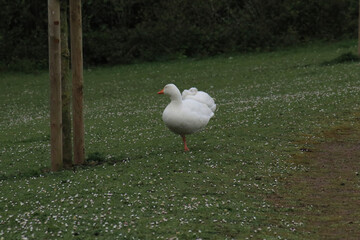 white goose on the grass