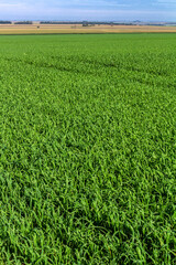 Obraz premium View of Green oats fiel in Brazil