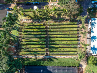 Aerial view of seedling beds of various plants used for reforestation in farms and condominiums and...