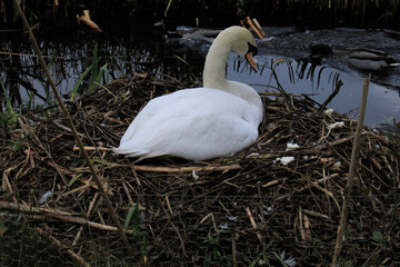 swan in the nest