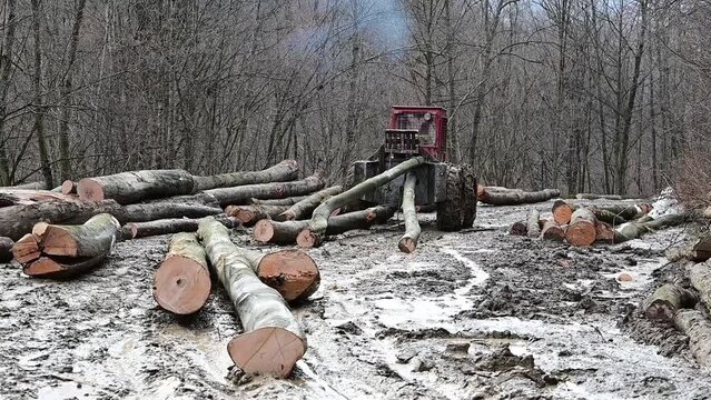 Skidder pulling the logs on a wood storage in the forest. Bieszczady Mountains, Carpathians, Poland.