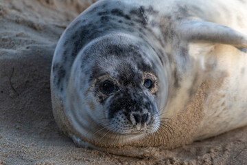 Naklejka premium 4-5 week old grey seal pup laying/resting on Horsey Gap beach in north Norfolk. Photographed during the 2022 breeding season.