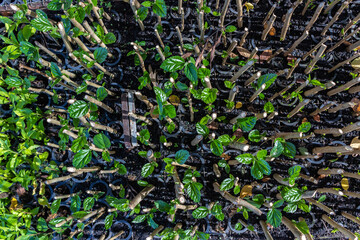 Aerial view of seedling beds of various plants used for reforestation in farms and condominiums and urban afforestation