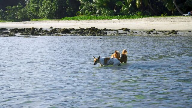 Indian pet dogs walking in the water with each other showing companionship on the beach of goa havelock andman and more