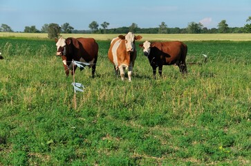 Fototapeta na wymiar Group of multi colored beef cattle in green countryside pasture contained by electric fence