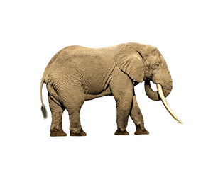 Large African Elephant Bull With Long Tusks
