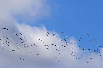 Vogelschwarm fliegt durch die Luft