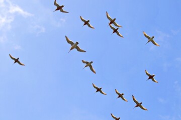 Vogelschwarm fliegt durch die Luft