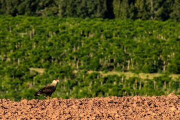 Southern Caracara (Caracara plancus) perched on an area of soil for planting, on a farm in Brazil