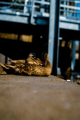 Stockentenfamilie auf Stufe