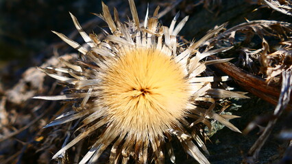 Fototapeta premium Silberdistel Blütenstand
