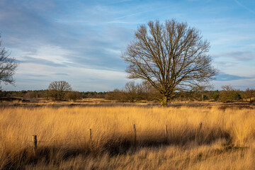 Beautiful landscape of dutch national park Loonse en Drunense duinen with golden coloured grass, wooden fence and an old tree