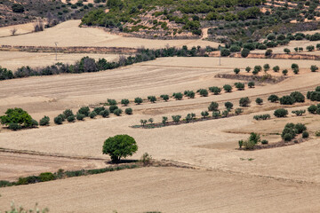 Fototapeta premium Agricultural fields on a hilly area after the harvest. Rare trees. High vantage point.