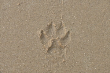 A print of a dog’s paw in the yellow sand beach. Seen up close.