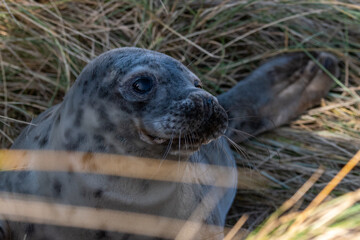 Portrait of a 4-5 week old grey seal pup laying/resting in the grassy dunes of Horsey Gap beach on the north Norfolk coast, England. Photographed during the 2022 breeding season.