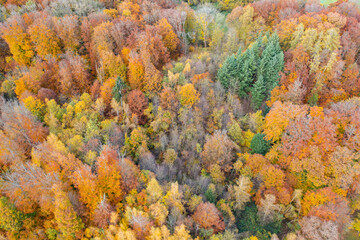 Naklejka na ściany i meble Amazing colorful forest in Switzerland. There are so many different colours in the trees. wonderful flight with a drone and an amazing view over the beautiful landscape.