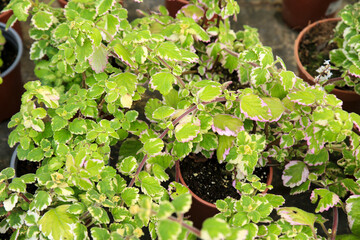 Plectranthus Coleoides plants in the garden