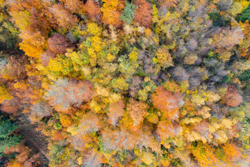 Amazing colorful forest in Switzerland. There are so many different colours in the trees. wonderful flight with a drone and an amazing view over the beautiful landscape.