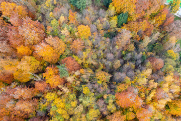 Amazing colorful forest in Switzerland. There are so many different colours in the trees. wonderful flight with a drone and an amazing view over the beautiful landscape.