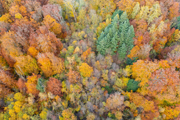 Amazing colorful forest in Switzerland. There are so many different colours in the trees. wonderful flight with a drone and an amazing view over the beautiful landscape.