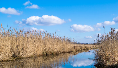 swamp landscape, river and reeds in sunny day