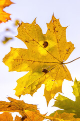 yellow and green autumn maple leaves against the sky background