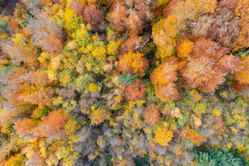 Amazing colorful forest in Switzerland. There are so many different colours in the trees. wonderful flight with a drone and an amazing view over the beautiful landscape.