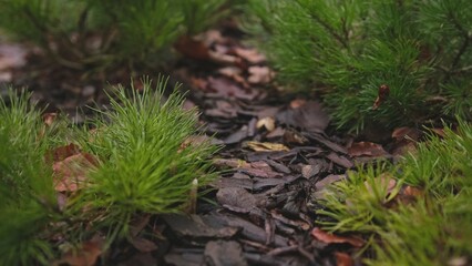 Vivid Green Small Decorative Conifer Shrubs Growing on Wooden Mulch Garden Bark Push Forward Low...