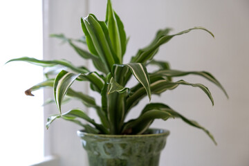Fototapeta na wymiar artificial green flower in a pot on a light background