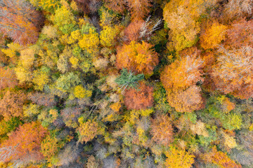 Fototapeta na wymiar Amazing colorful forest in Switzerland. There are so many different colours in the trees. wonderful flight with a drone and an amazing view over the beautiful landscape.