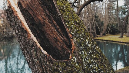  Hollow Trunk of Rotten and Withered Tree in City Park Broken by Strong Wind