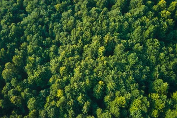 Foto op Plexiglas Top down flat aerial view of dark lush forest with green trees canopies in summer © bilanol