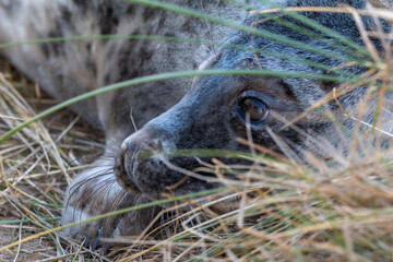 Fototapeta na wymiar Portrait of a 4-5 week old grey seal pup laying/resting in the grassy dunes of Horsey Gap beach on the north Norfolk coast, England. Photographed during the 2022 breeding season.