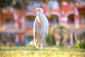 White cattle egret wild bird, also known as Bubulcus ibis, walking on green lawn at hotel yard in...