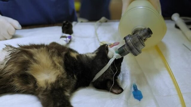Close-up vet doing the operation for sterilization. The cat on the operating table in a veterinary clinic. Cat on surgical table during castration in veterinary clinic.