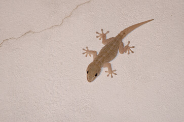 Boettger's wall gecko Tarentola boettgeri on a wall. Las Palmas de Gran Canaria. Gran Canaria. Canary Islands. Spain. - obrazy, fototapety, plakaty