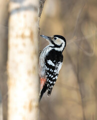 white-backed woodpecker perched at Saltykovsky forest park, Kosino-Ukhtomsky, Moscow, Russia at winter